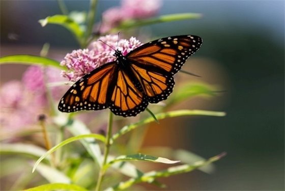 Butterfly with Milkweed