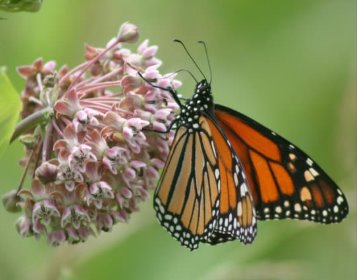 monarch butterfly on milkweed plant