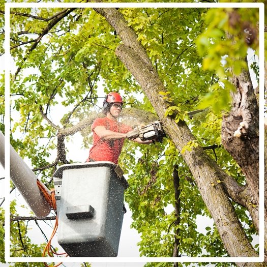 Tree Trimming in Carrboro