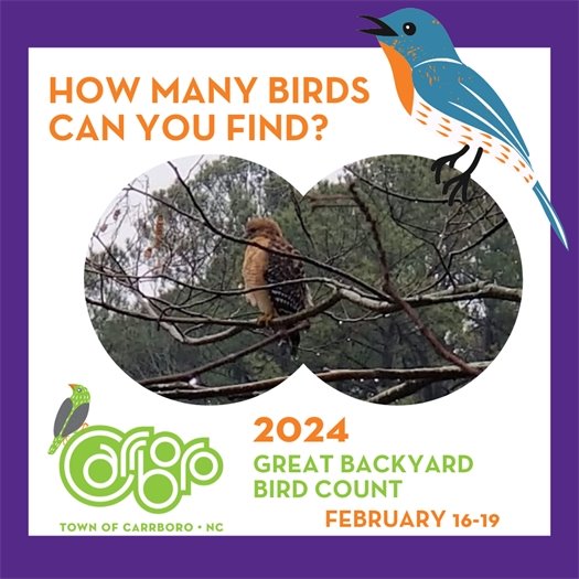 Great Backyard Bird Count