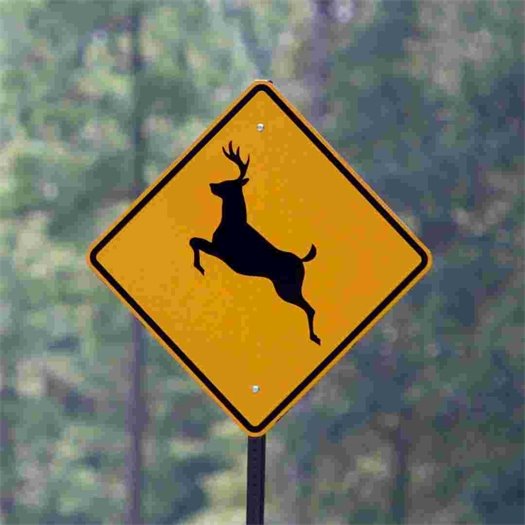 deer sign