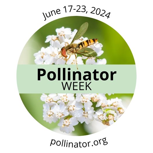 Pollinators Week in front of an image of a bee flying over a flower