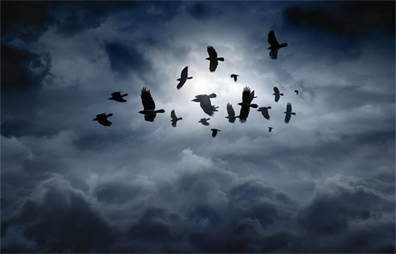 birds in night sky