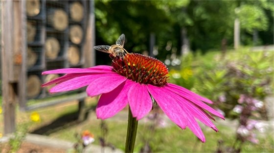 Pollinator Week 2023