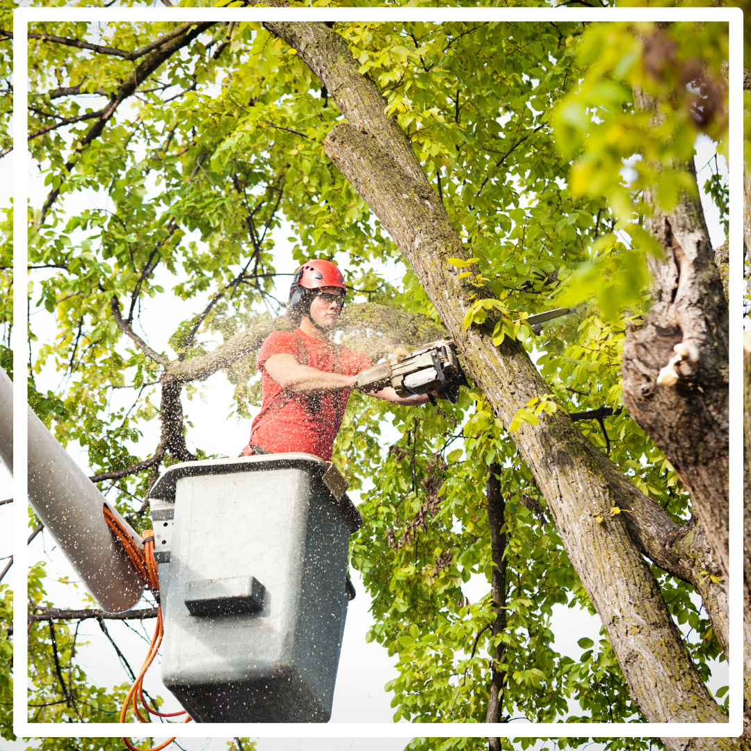 Tree trimming